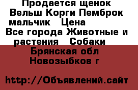 Продается щенок Вельш Корги Пемброк мальчик › Цена ­ 65 000 - Все города Животные и растения » Собаки   . Брянская обл.,Новозыбков г.